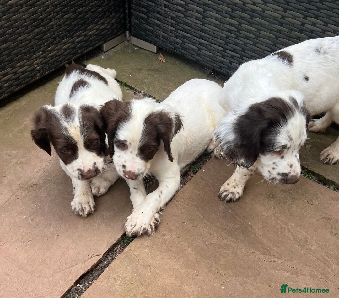 English Springer Spaniel dogs for sale: Superb DNA KC Champion Bred Working Springer Pups - Image 29