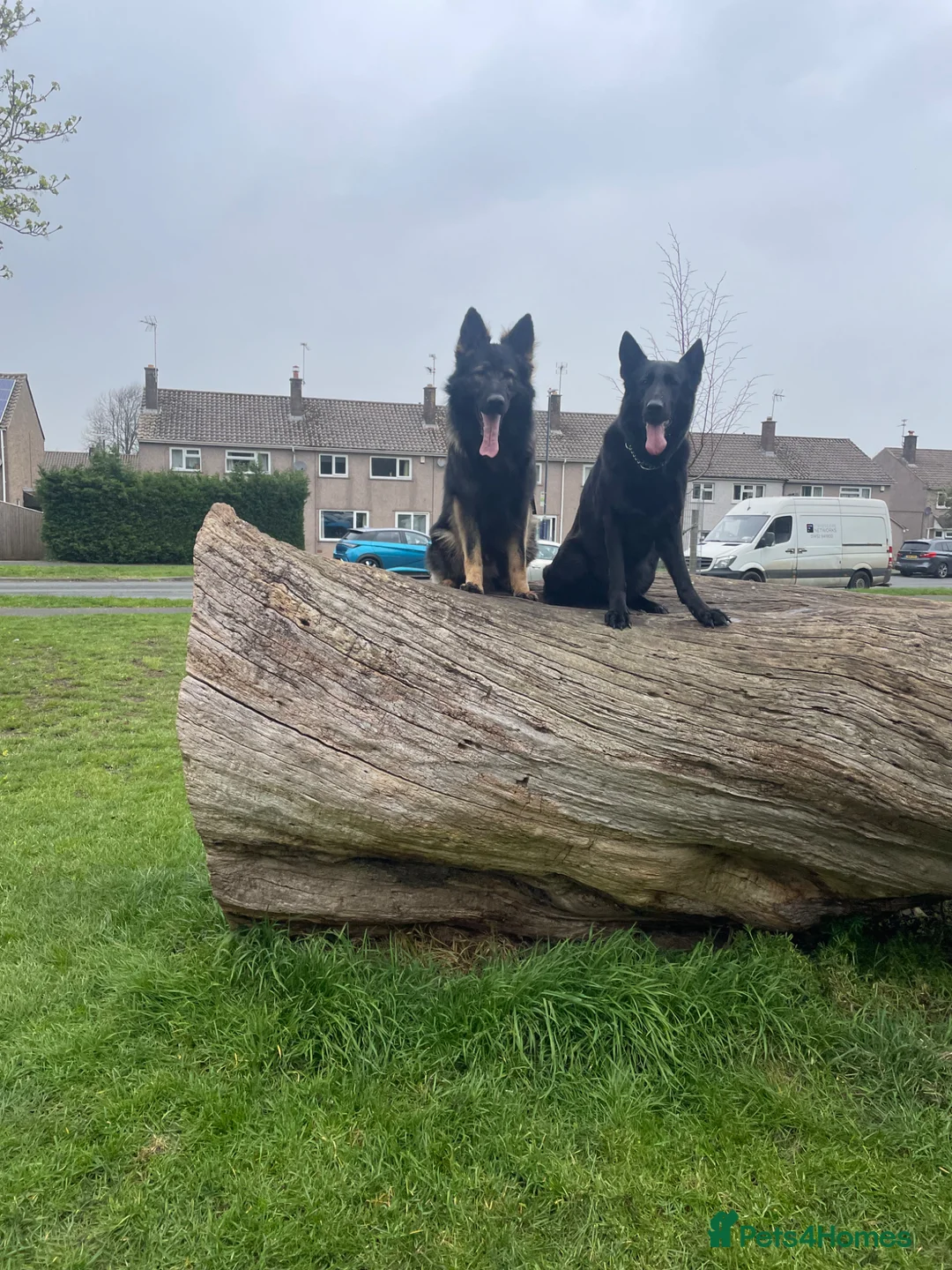 German Shepherd dogs for sale: German shepherd puppies  - Advert 2