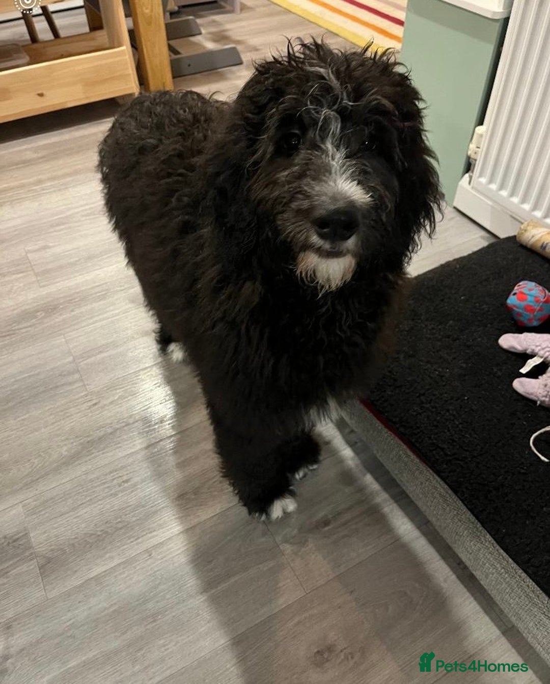 Bernedoodle dogs for sale: Adorable, 19week old bernedoodle boy - Advert 2