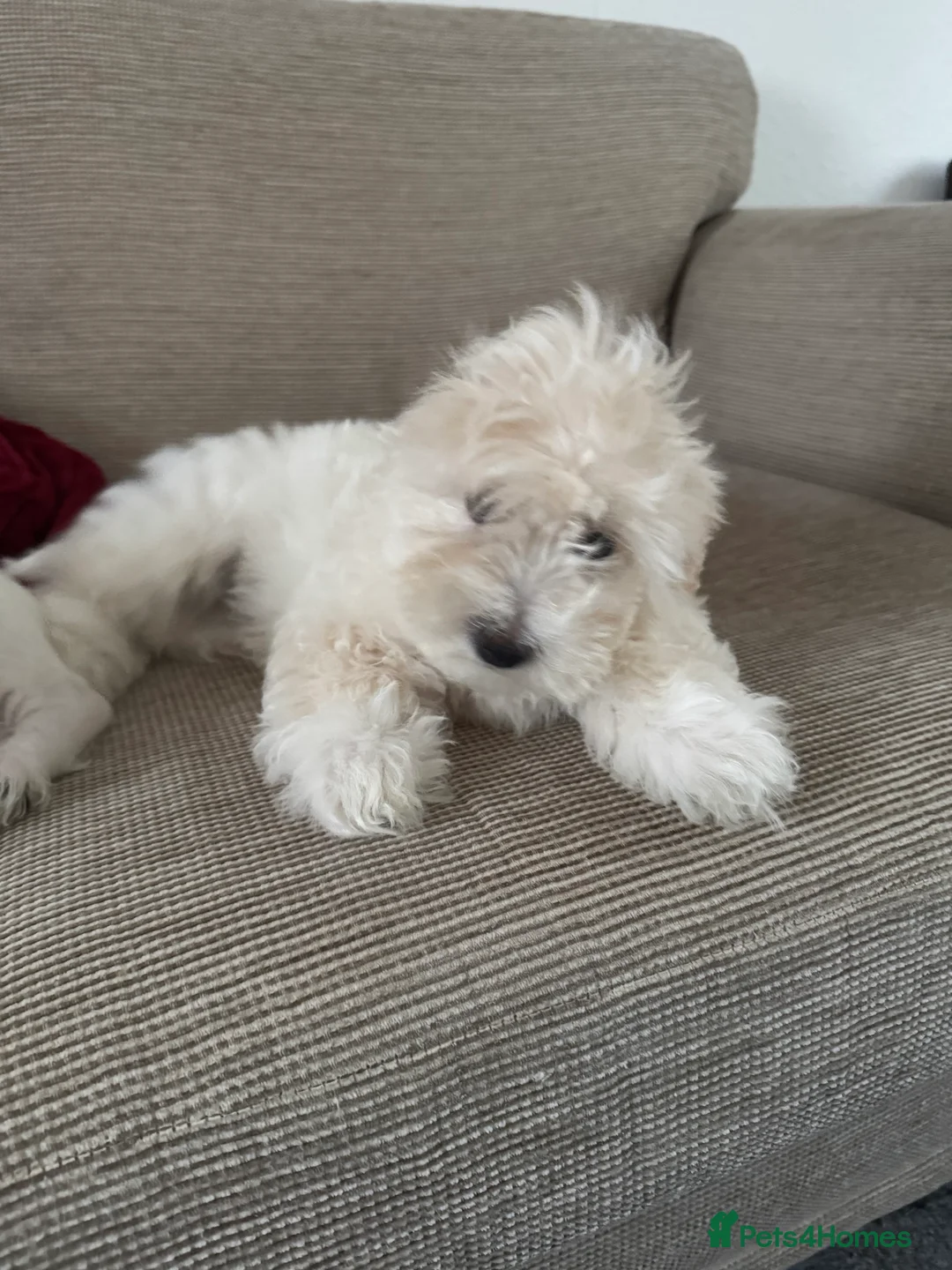 Maltese dogs for sale: Bichon maltese puppies mini toy 3 boys - Advert 9