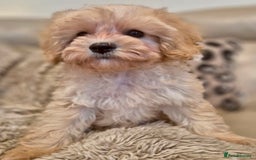 Cavapoochon dogs for sale: F1b RARE MERLE CAVAPOOCHON BOY - Image 2