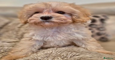 Cavapoochon dogs - Advert 6