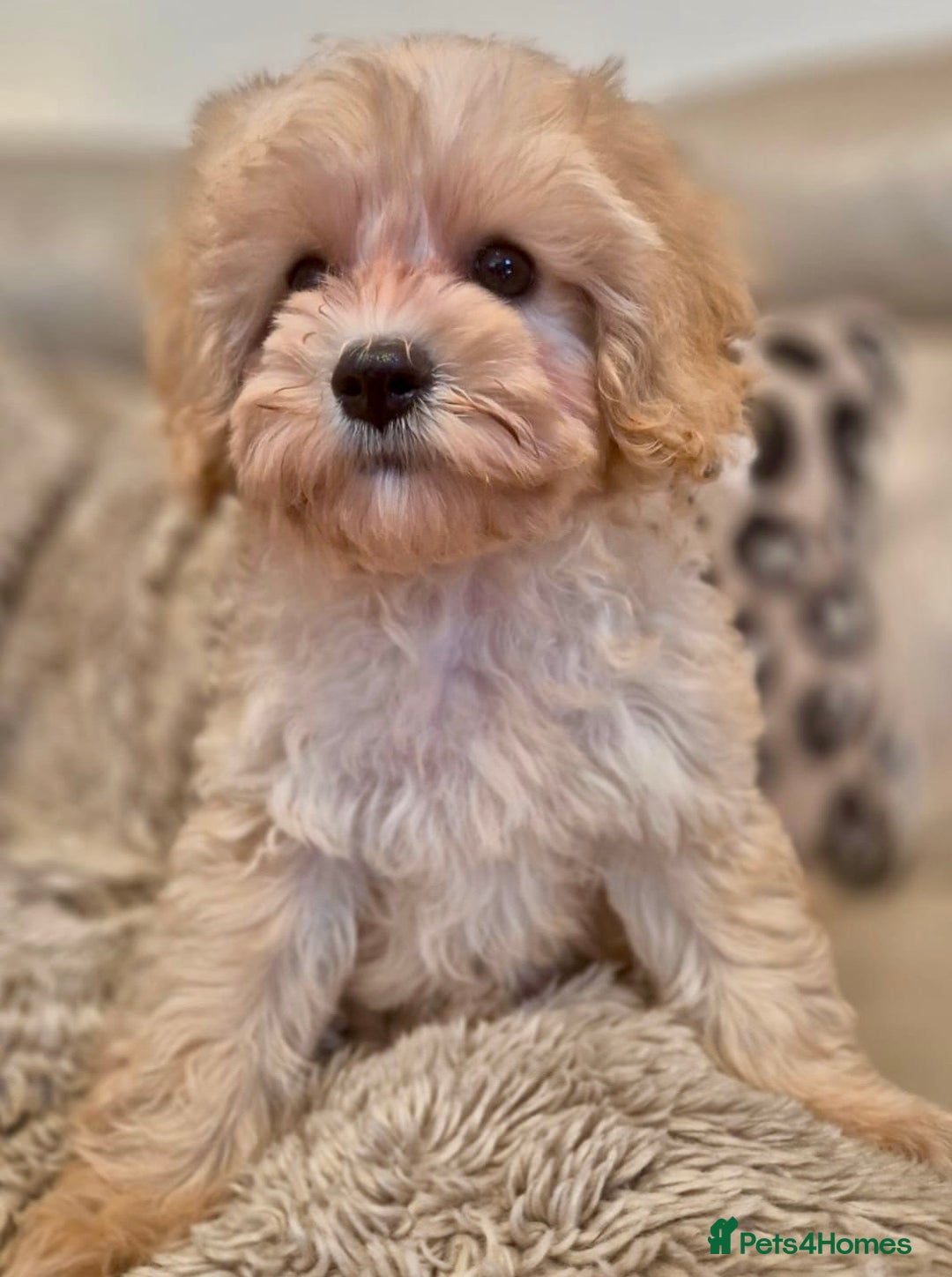 Cavapoochon dogs for sale: F1b RARE MERLE CAVAPOOCHON BOY - Image 2
