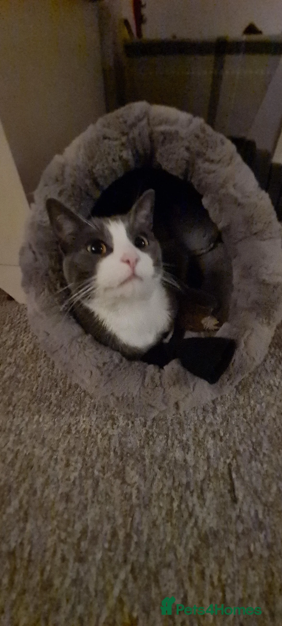 Mixed Breed cats for sale: Juno 7 years old - Advert 24