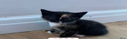 Mixed Breed cats for sale: Ragdoll crosses last two remaining  - Advert 4