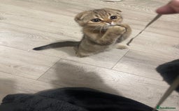 Scottish Fold cats for sale: Scottish fold/straight chinchilla kittens  in Northampton - Image 3