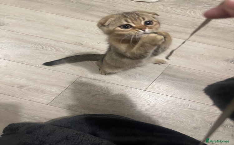 Scottish Fold cats in Northampton - Advert 2