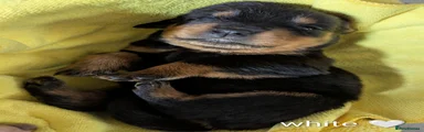 Rottweiler Puppy - White