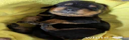 Rottweiler dogs for sale: KC Reg Rottweiler Puppies - Champion Bloodlines - Advert 11