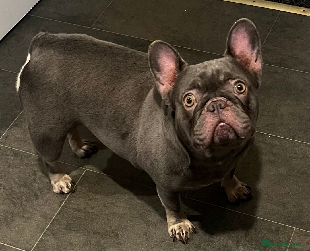 French Bulldog dogs for sale: Beautiful female frenchie  - Advert 12