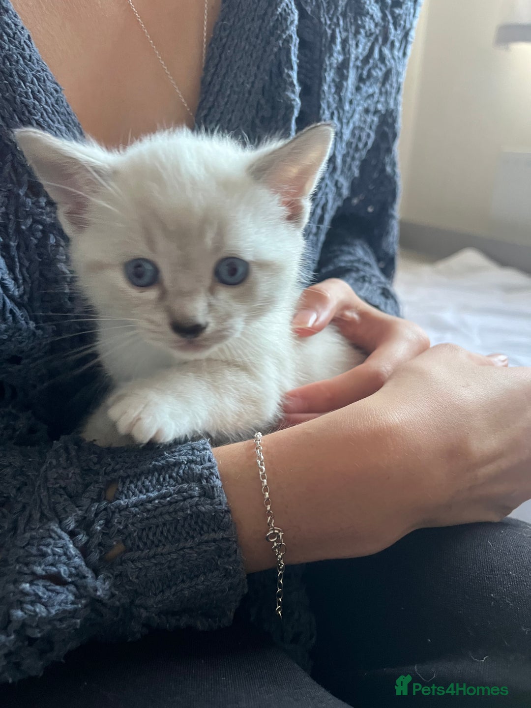 Siamese cats for sale: Adorable Siamese kittens  - Advert 1