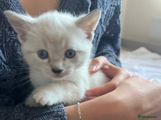 Siamese cats Adorable Siamese kittens - Advert 2