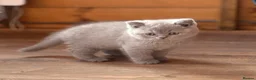 British Shorthair cats for sale: British Shorthair Boy - Advert 15