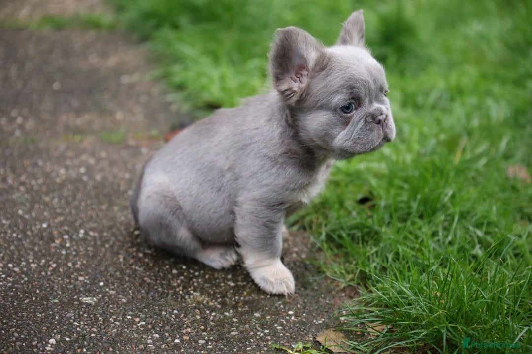 French Bulldog dogs for sale: French bulldog male - Advert 5