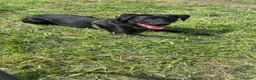 Mixed Breed dogs for sale: Dog needs re homing  in Oldham - Advert 4