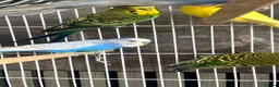 Budgerigars birds for sale: 5 budgies WITH CAGE birds for sale  in Barking - Advert 1