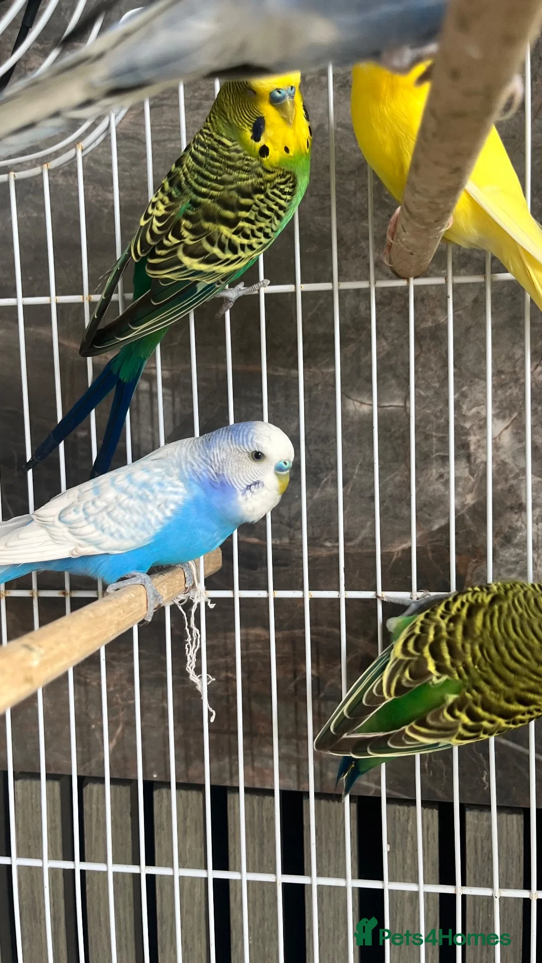 Budgerigars birds for sale: 5 budgies WITH CAGE birds for sale  in Barking - Advert 1