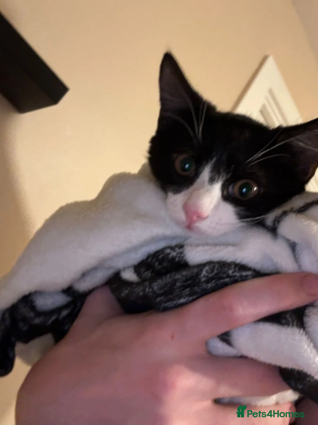 Domestic Shorthair cats for sale: Twin kittens in Sittingbourne - Advert 2