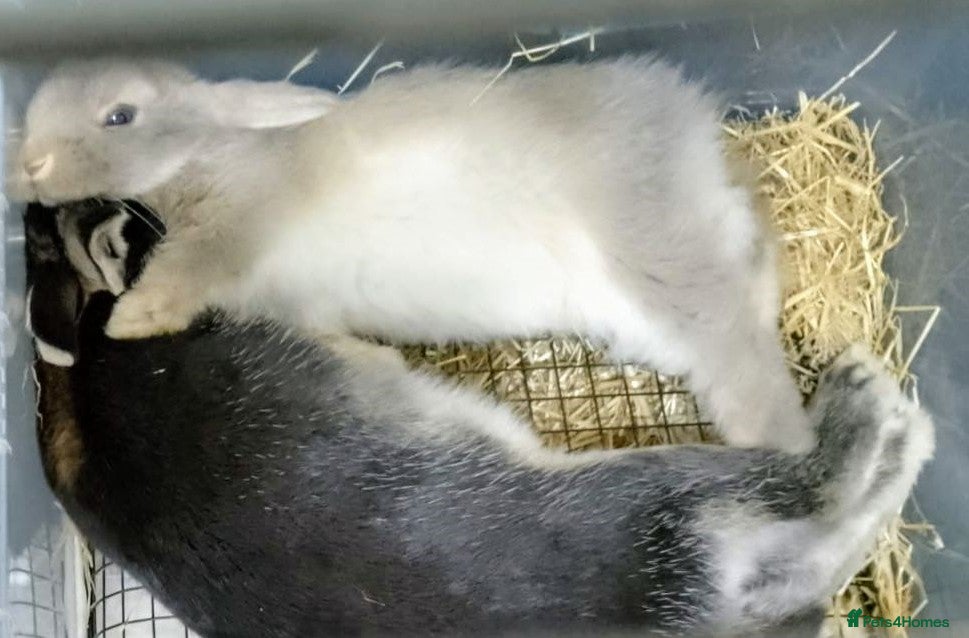 Mixed Breed rabbits Gorgeous Bunnies - Advert 17