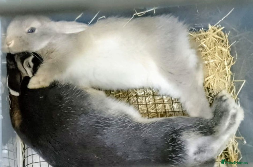 Mixed Breed rabbits for sale: Gorgeous Bunnies - Advert 1