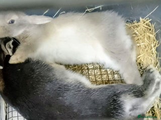 Mixed Breed rabbits Two Gorgeous Bunnies - Advert 20