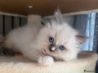 Ragdoll cats Ragdoll kittens - Advert 1