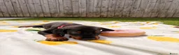 Dobermann dogs for sale: 🏡Viewings Available Now | KC Registered Dobermans - Advert 3