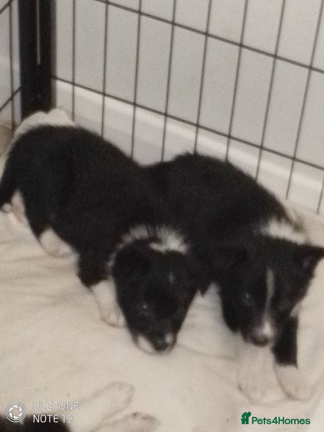 Border Collie dogs for sale: Border collie puppies - Image 6