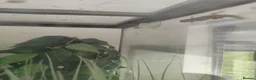Gecko reptiles for sale: Crested geckos and /morning geckos - Advert 2