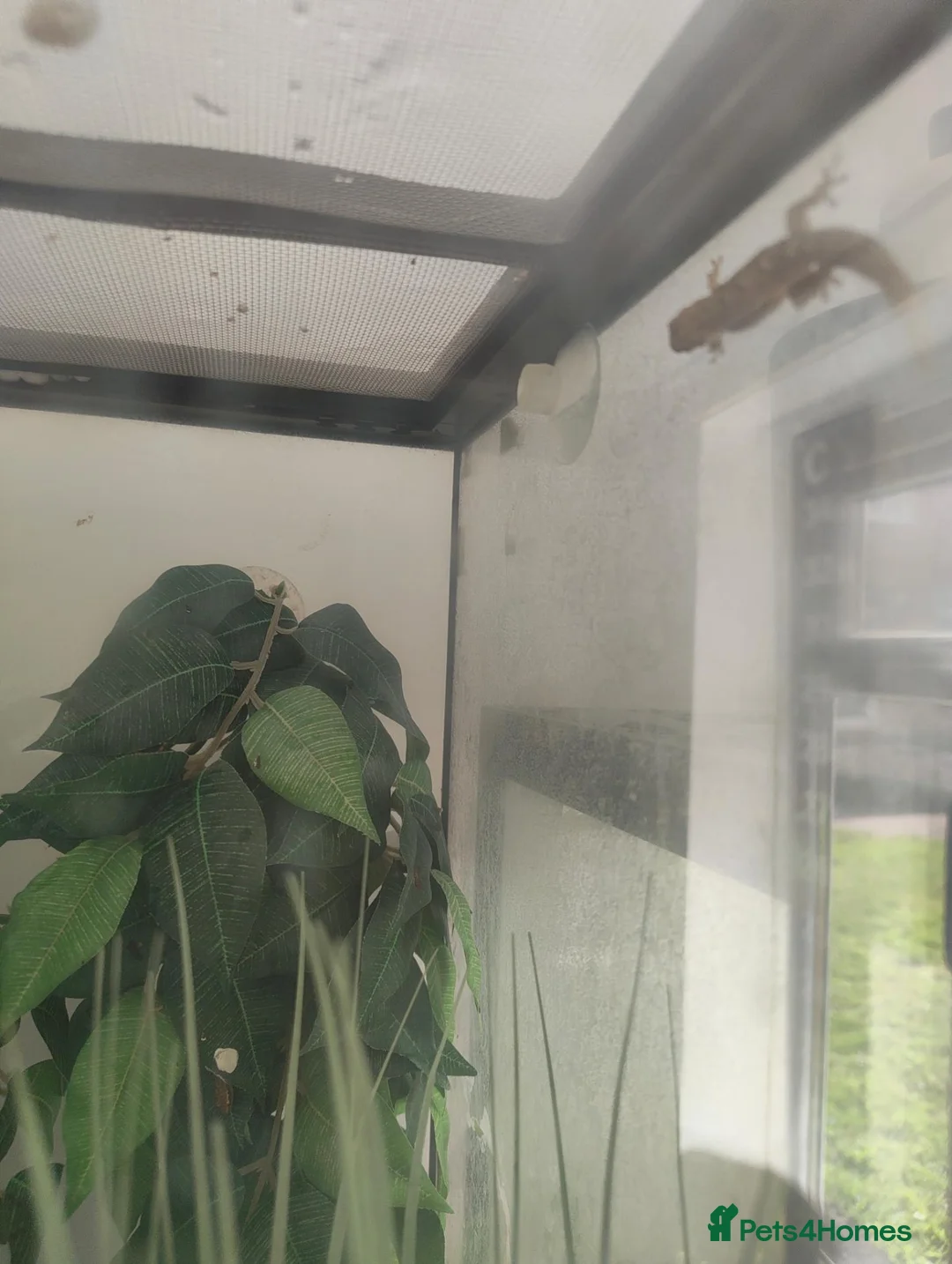 Gecko reptiles for sale: Crested geckos and /morning geckos - Advert 2