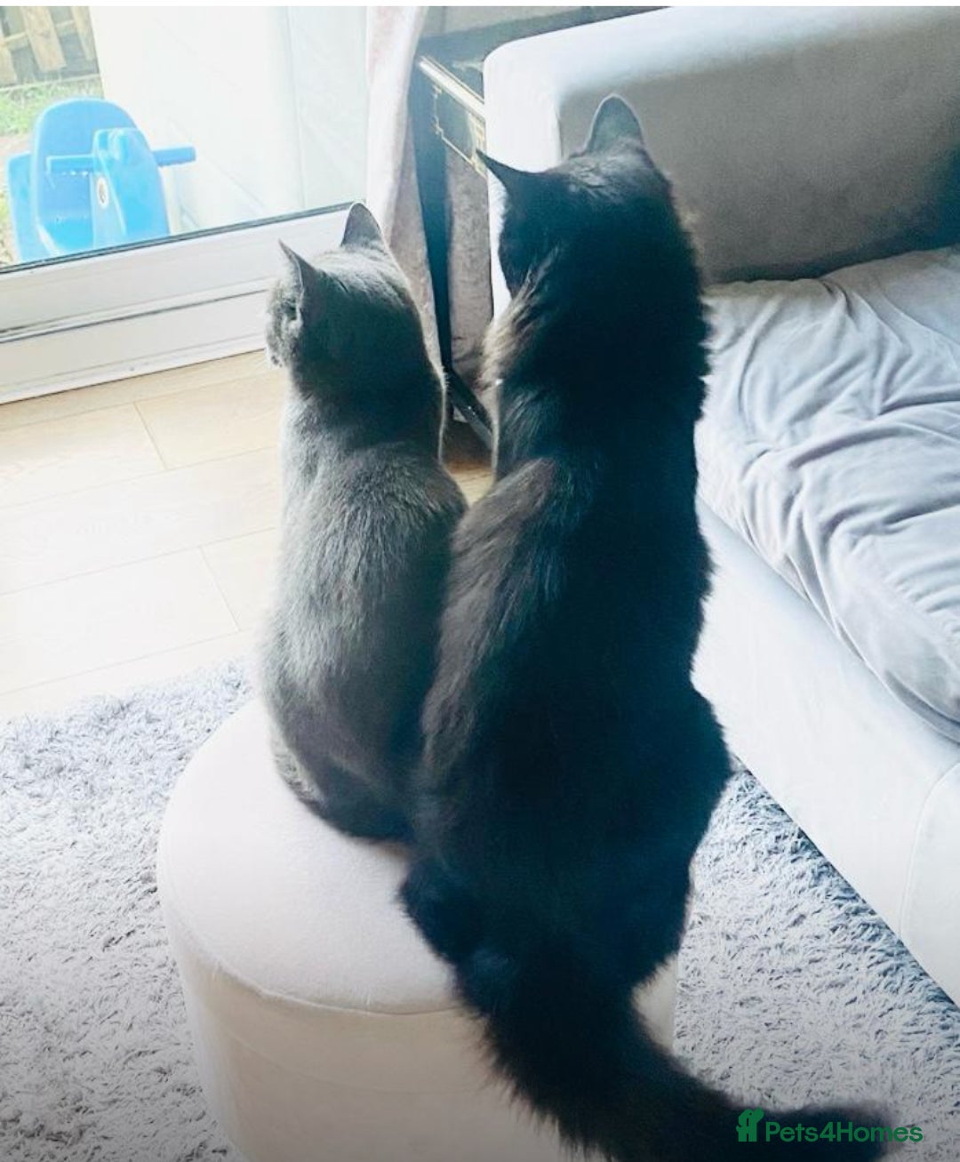 Russian Blue cats for sale: Russian blue mix  - Image 15