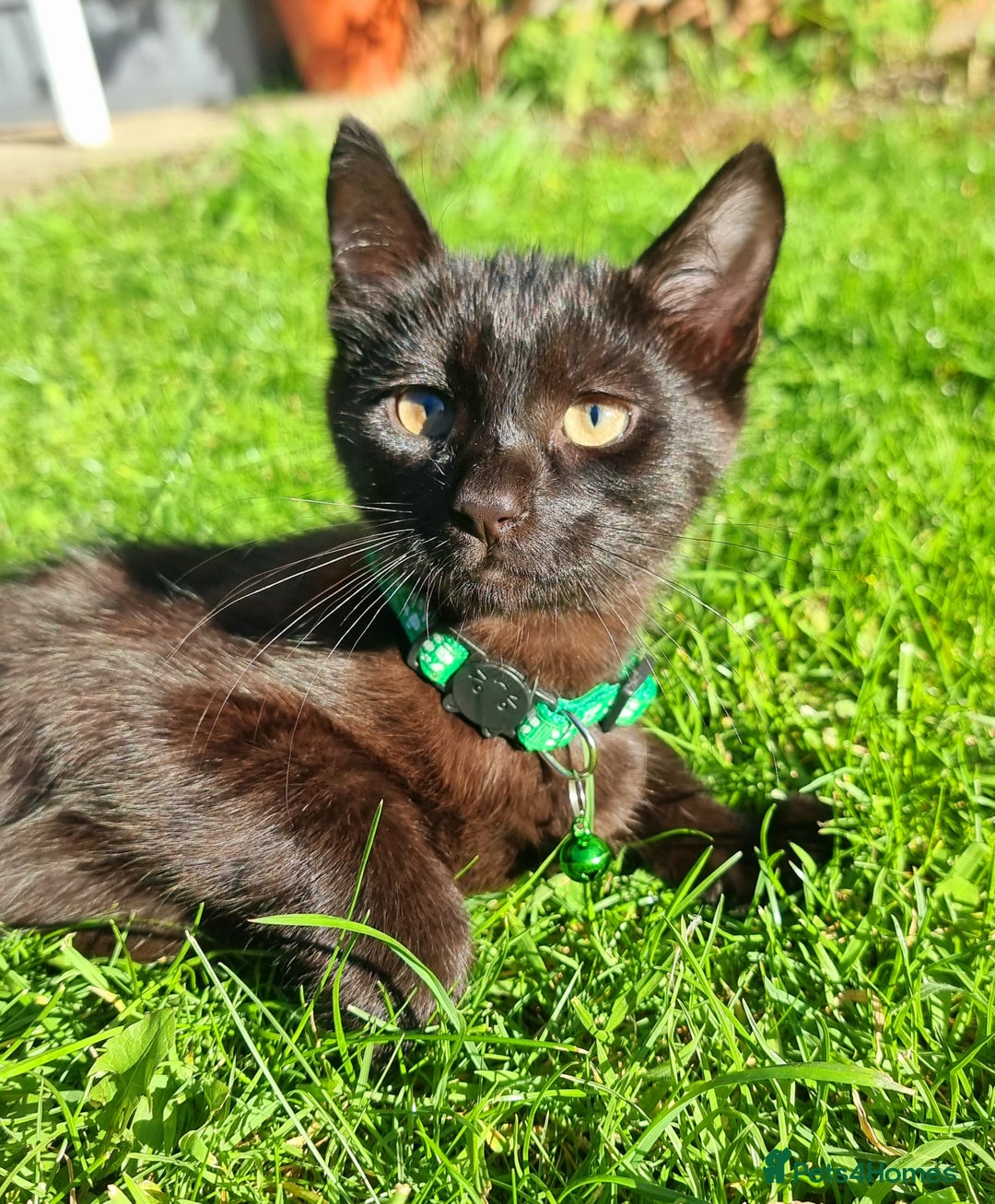 Mixed Breed cats for sale: Norwegian x pixiebob kittens mix available  - Image 32