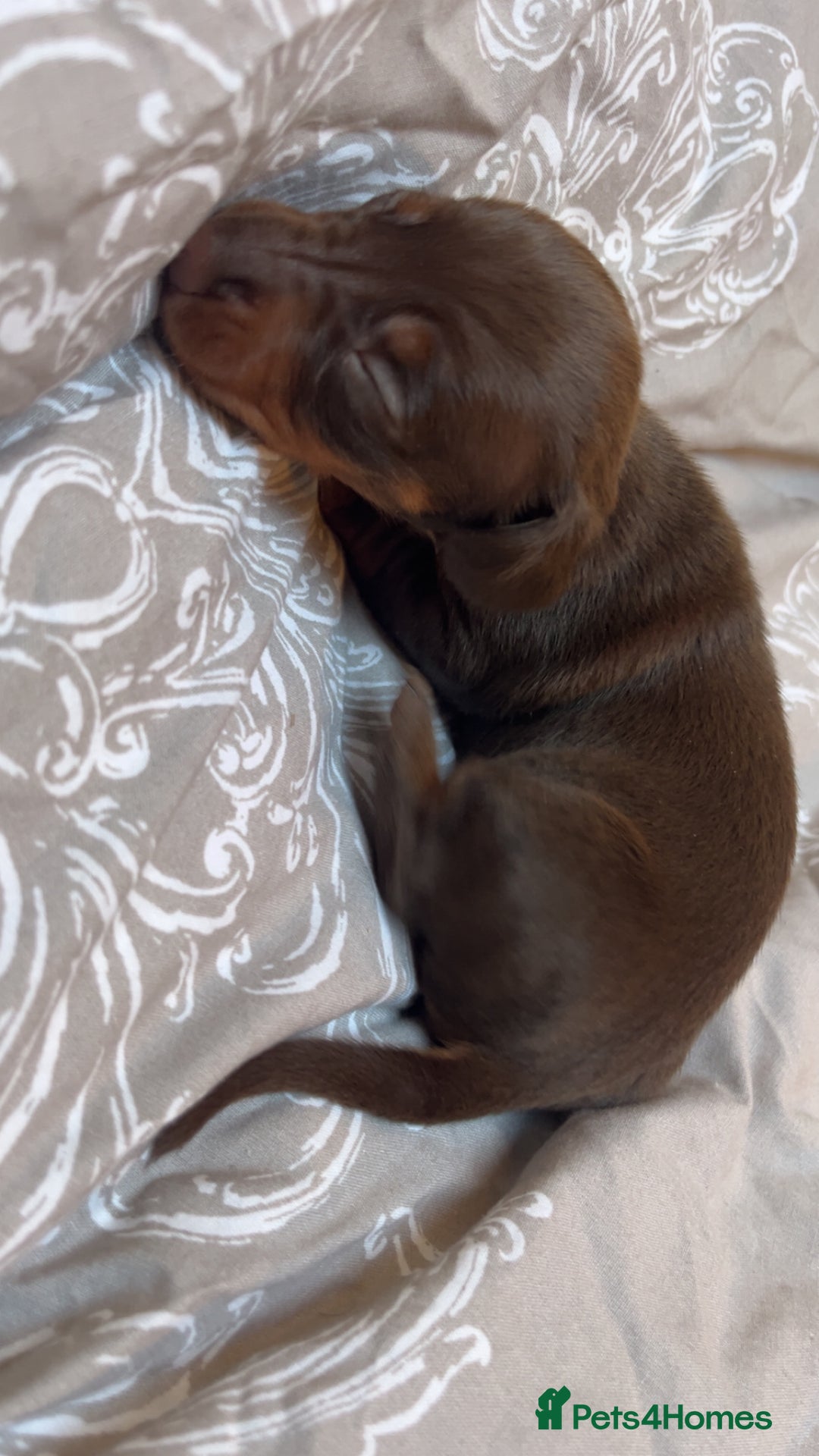 Miniature Dachshund dogs for sale: miniature dachshunds - Advert 4