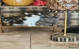 British Shorthair cats for sale: PURE BSH KITTENS READY NOW! - Image 27