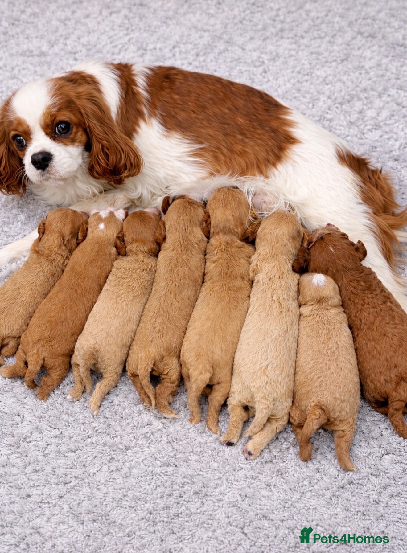 Cavapoo dogs F1 Cavapoo’s From Health Tested Parents 🧬 - Advert 1