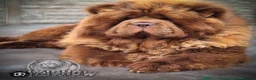Chow Chow dogs for sale: Chow chows - Advert 8