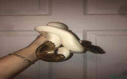 Python Snake reptiles for sale: Piebald ball python  - Image 2