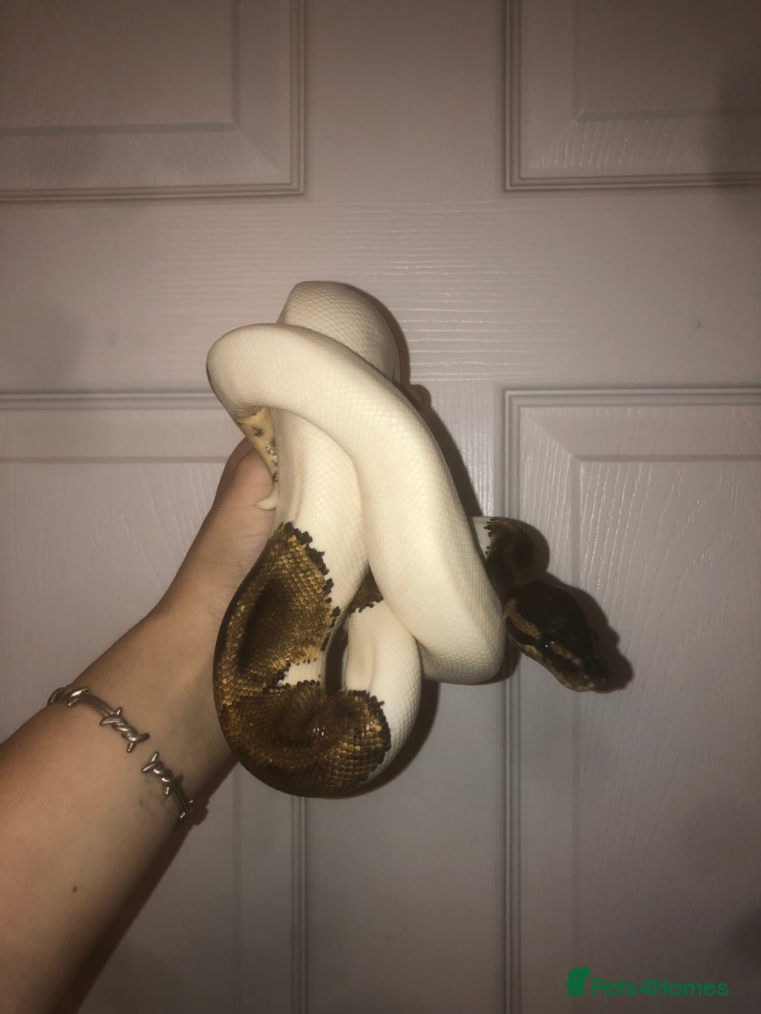 Python Snake reptiles for sale: Piebald ball python  - Image 2