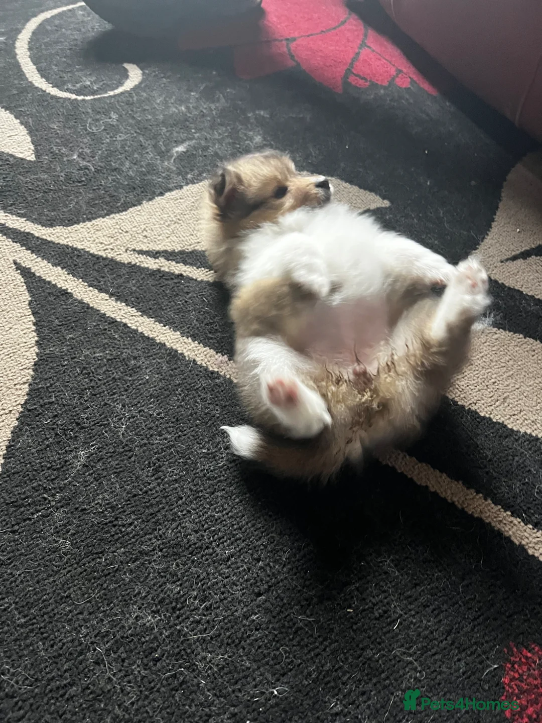 Shetland Sheepdog dogs for sale: Tow stunning little girls  - Advert 8