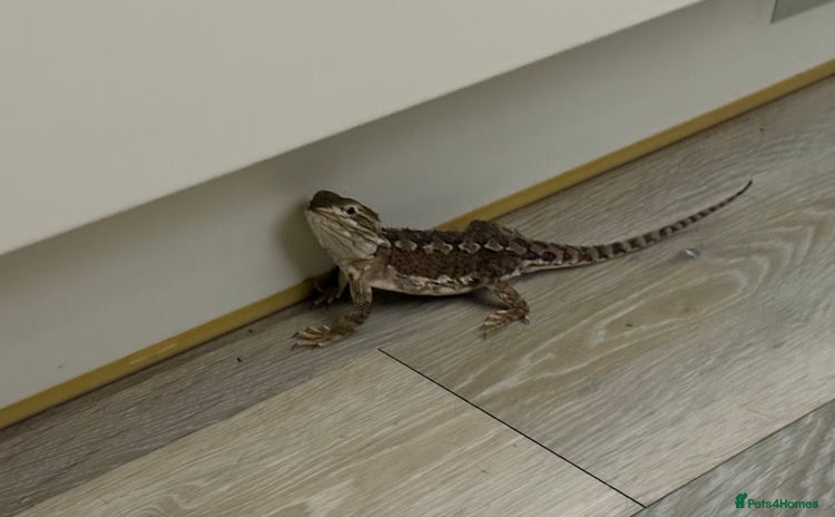 Bearded Dragon reptiles Female Rankins Dragon with complete setup - Advert 9