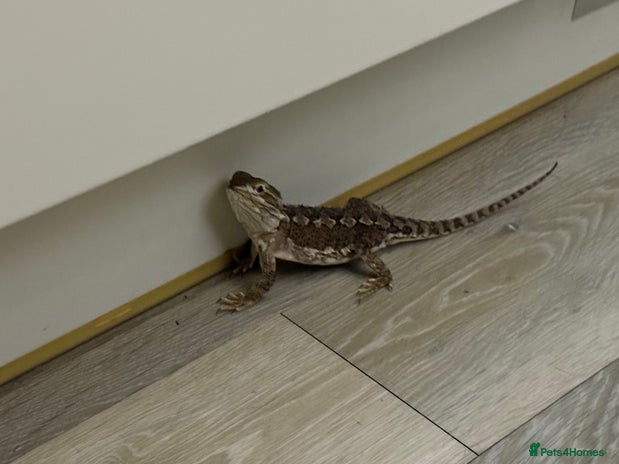 Bearded Dragon reptiles Female Rankins Dragon with complete setup - Advert 9