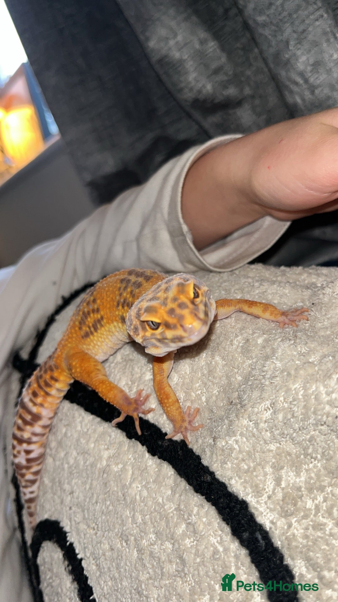 Leopard Gecko reptiles Leopard Lady looking for her forever home - Advert 1