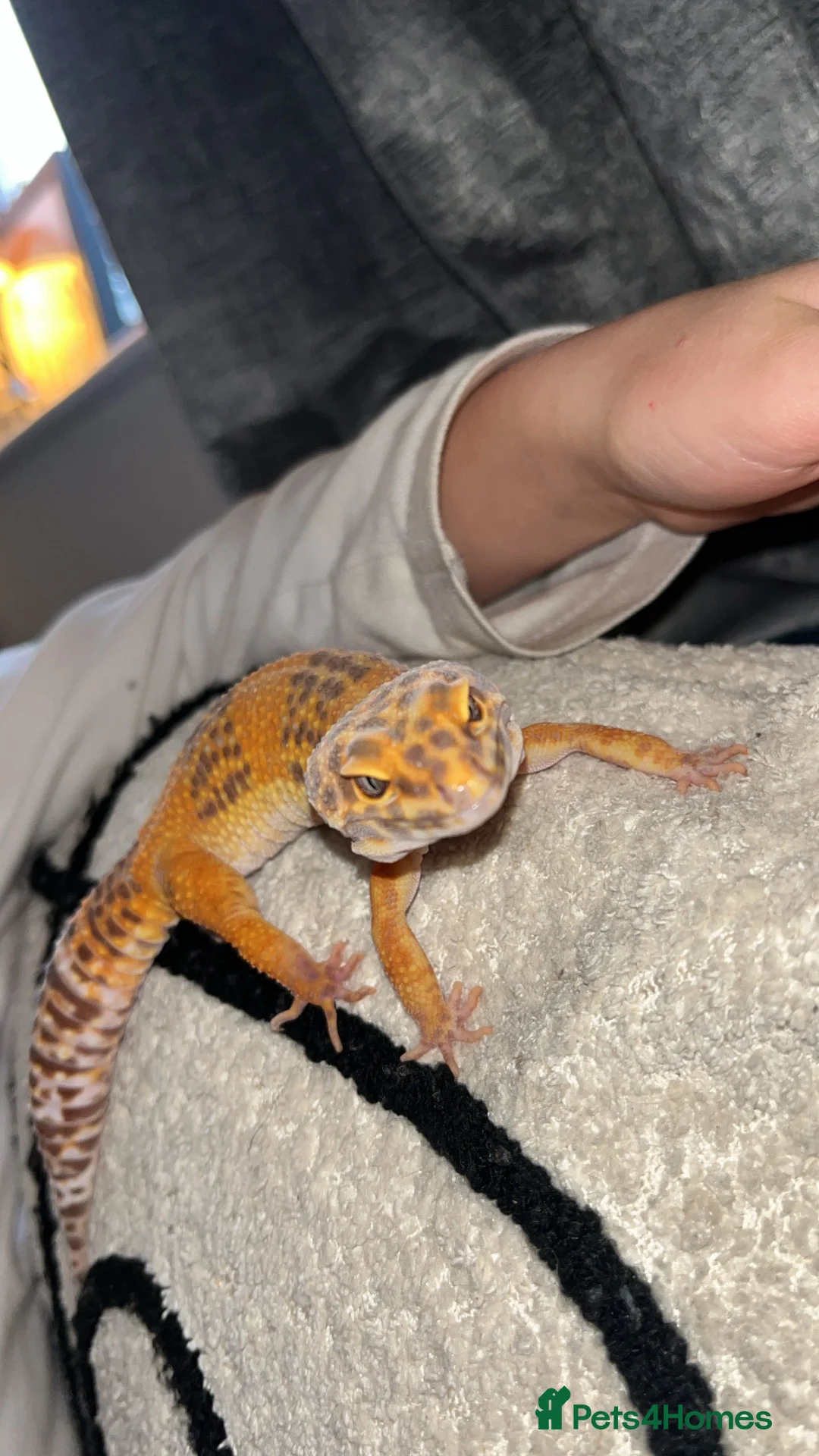 Leopard Gecko reptiles for sale: Leopard Lady looking for her forever home in Halstead - Advert 1