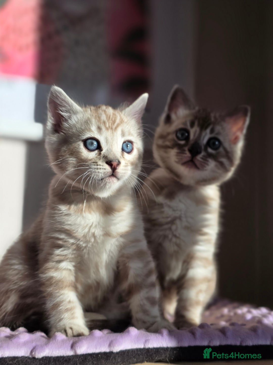 Bengal cats for sale: ❄️ Gorgeous Snow and Charcoal Bengals ❄️  - Advert 33