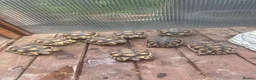 Tortoise reptiles for sale: Marginated tortoise  in Grays - Advert 2
