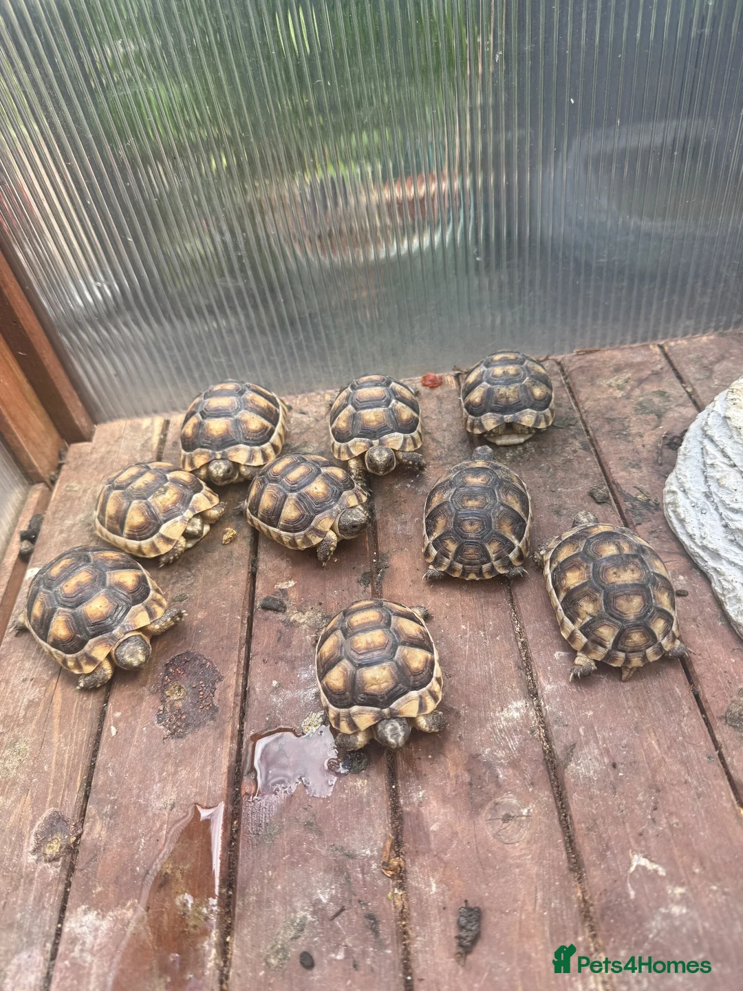 Tortoise reptiles for sale: Marginated tortoise  in Grays - Advert 2