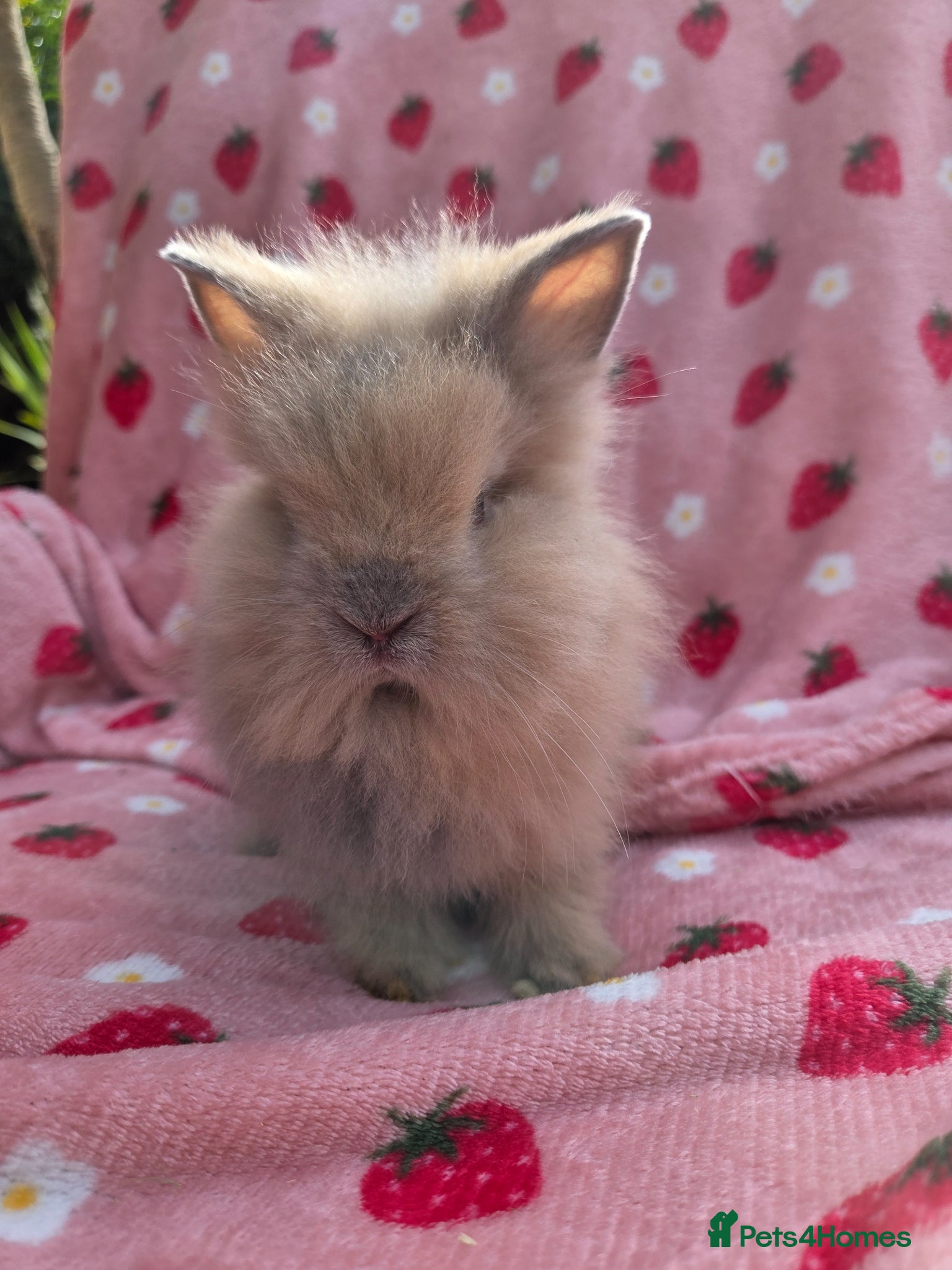 Lionhead rabbits Fluffy Teddy lion head x Angora ☆8weeks ready now - Advert 2