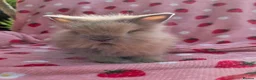 Lionhead rabbits for sale: Fluffy Teddy lion head x Angora ☆8weeks ready now - Advert 16