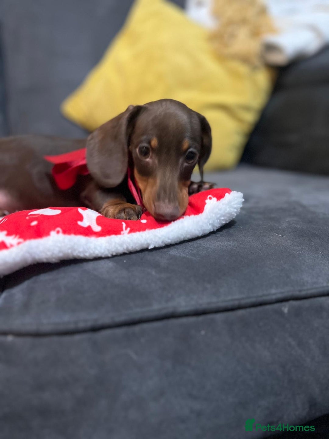 Miniature Dachshund dogs for sale: 5 kc reg PRA CLEAR MINI DACHSHUNDS - Advert 3