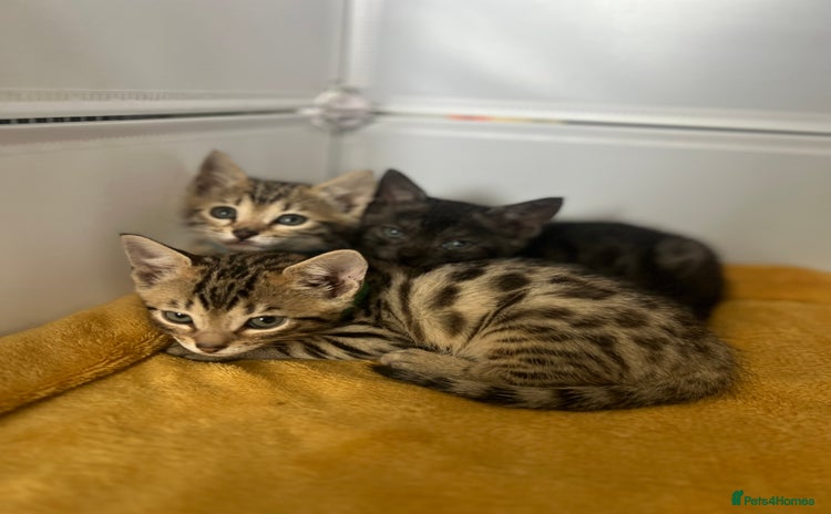 Bengal cats - Advert 6